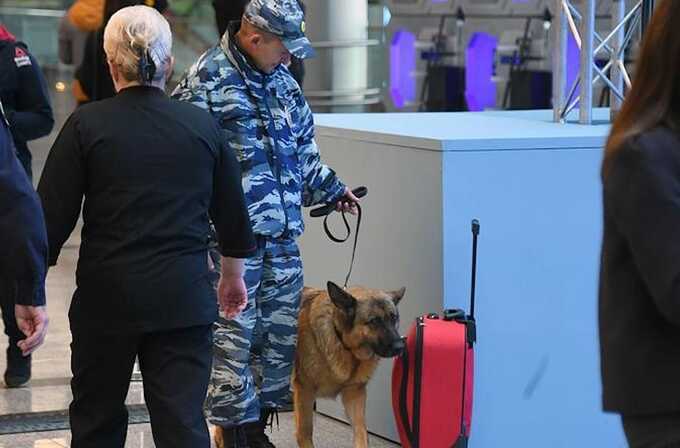 В Пулково задержана путешественница, которая пыталась провезти в РФ пакетики с листьями кокаинового куста из Колумбии